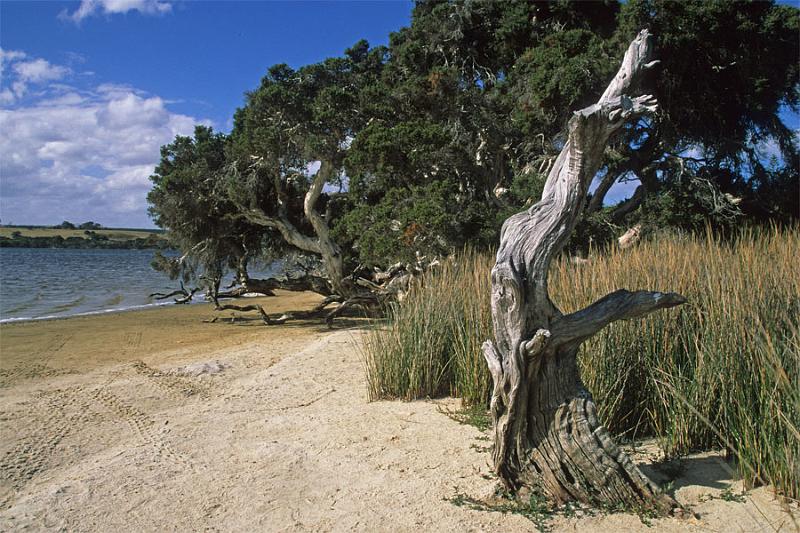 LS7mw.jpg - Dead Tree - Nannup Estuary, Albany