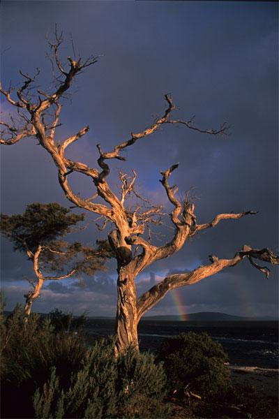 LS8mw.jpg - Rainbow Tree - Lower King River, Albany