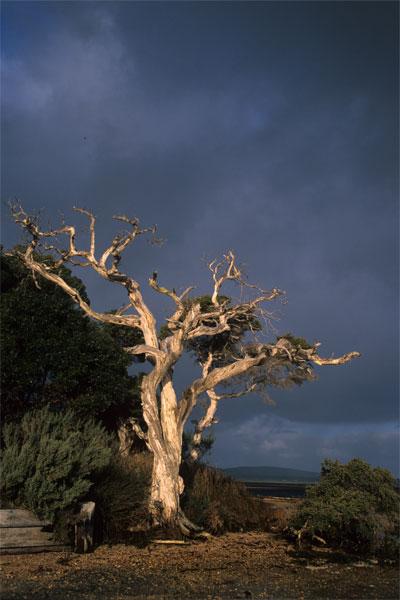 LS9mw.jpg - Storm Approaching - Lower King River, Albany