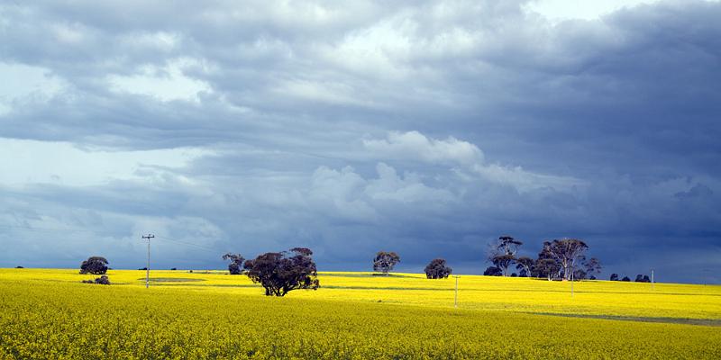 _MG_2311mp.jpg - Storm over Canola - Pingelly, WA