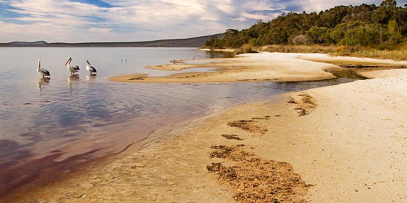 _MG_2379mp.jpg - Pelicans at Oyster - Oyster Harbour, Albany,WA