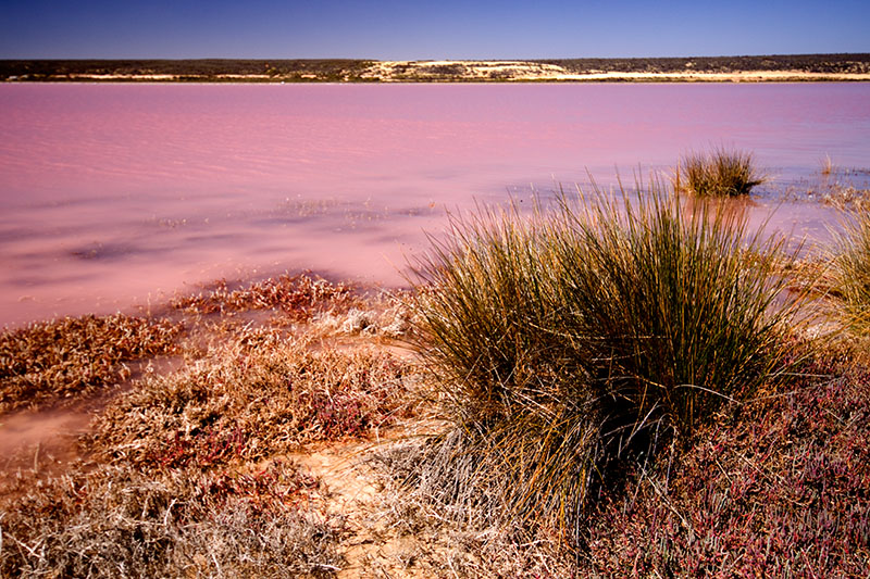 _MG_2744mw.jpg - Pink Lake, Port Gregory, WA