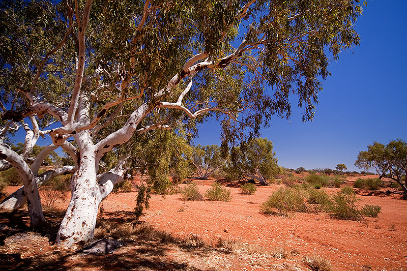 _MG_2786mw.jpg - Lyndon River, Gascoyne Region