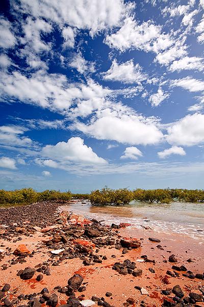 _MG_4957mw.jpg - Mangroves - Town Beach, Broome, WA